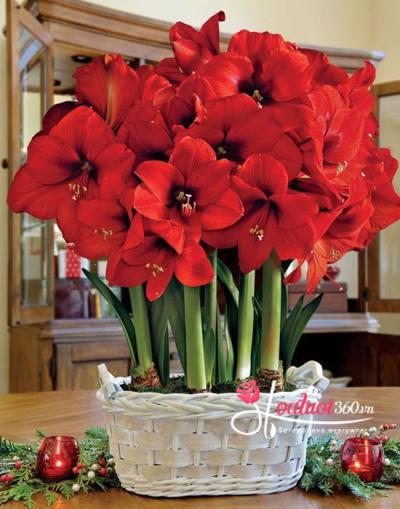 Hoa loa kèn đỏ - Sắc đẹp quyến rũ không thể nào rời mắt