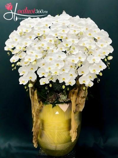 LHDT - Bạch điệp kiêu sa