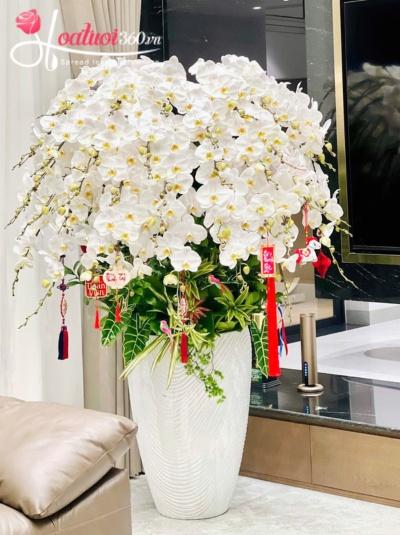 LHDT - Tuyết mai khai lộc