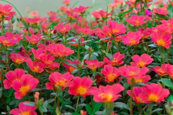 Hoa mười giờ đa dạng màu sắc dễ trồng và chăm sóc