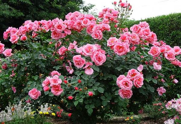 Hoa hồng cổ Sapa  mang đến sự tươi tắn, tràn đầy sức sống