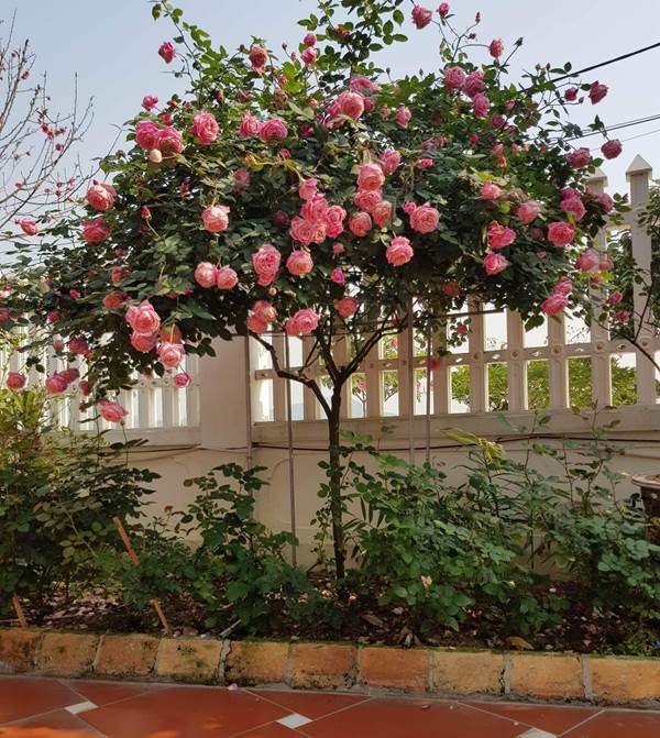 Hoa hồng cổ Sapa là một trong những giống hoa hồng lâu đời tại Việt Nam