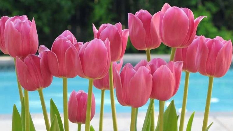 Nguồn gốc của hoa Tulip