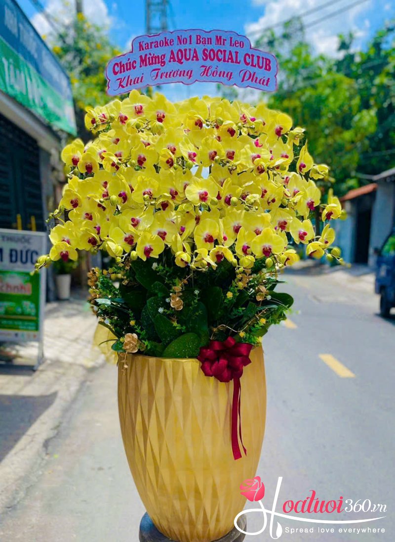 Chậu lan vàng khai trương Tài Lộc Vượng Phát