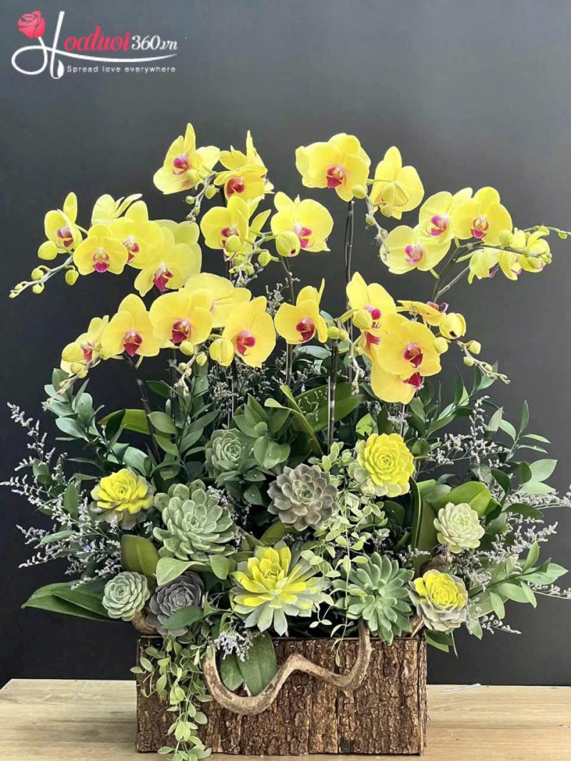 Lẵng hoa lan hồ điệp mừng khai trương