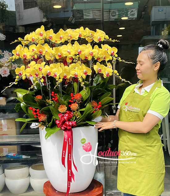 Chậu lan hồ điệp vàng - Tiền tài rộng mở