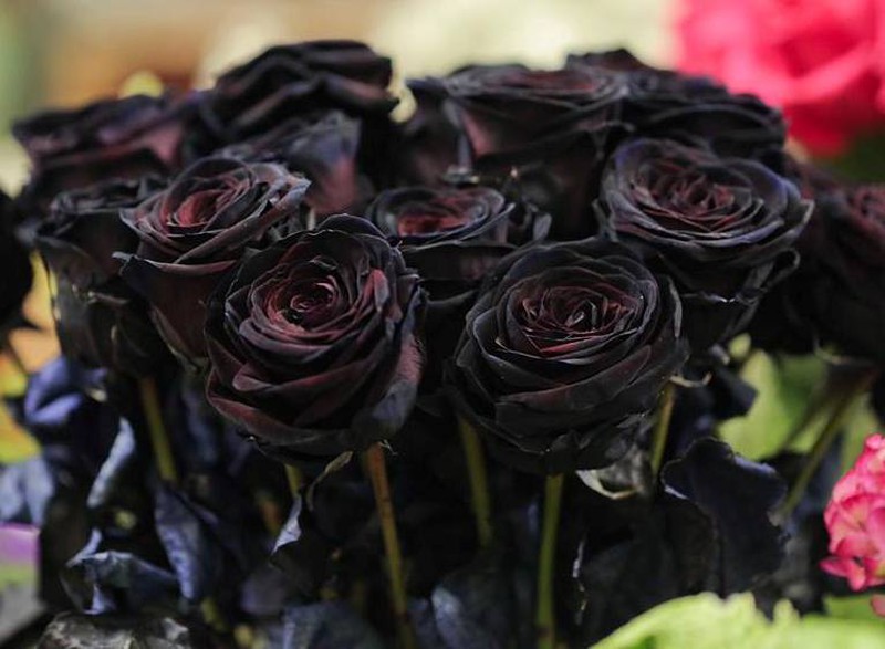 Bó hoa hồng đen làm thổn thức trái tim nhiều người