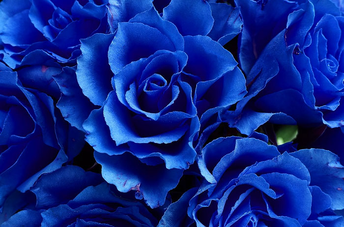 ý nghĩa của loài hoa hồng xanh dương