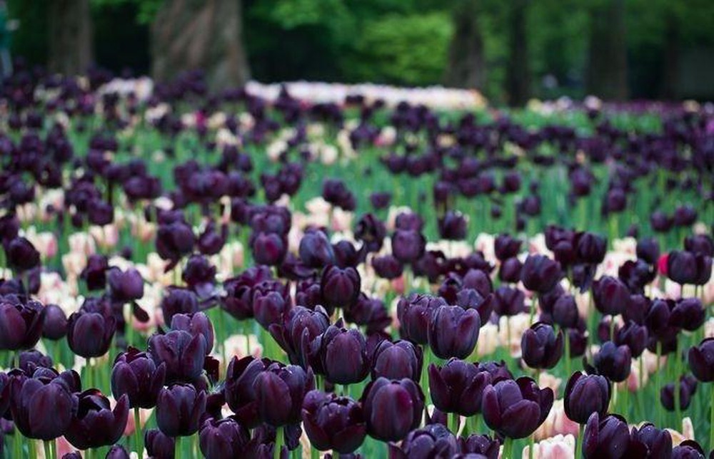 Cánh đồng hoa tulip đen làm nao lòng người