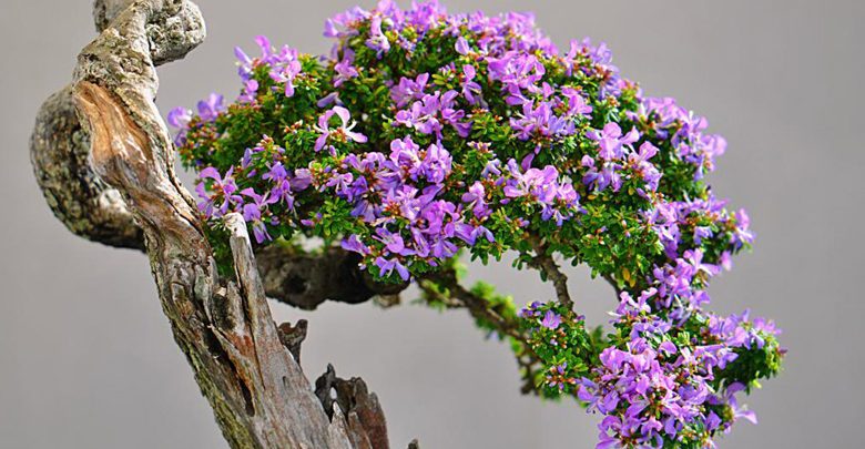 Ý nghĩa cây bonsai linh sam mang lại