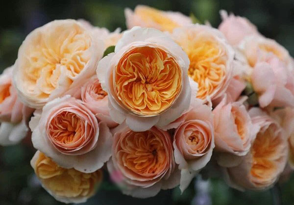 Hoa hồng vàng Juliet là một giống hồng cổ điển của nước Anh