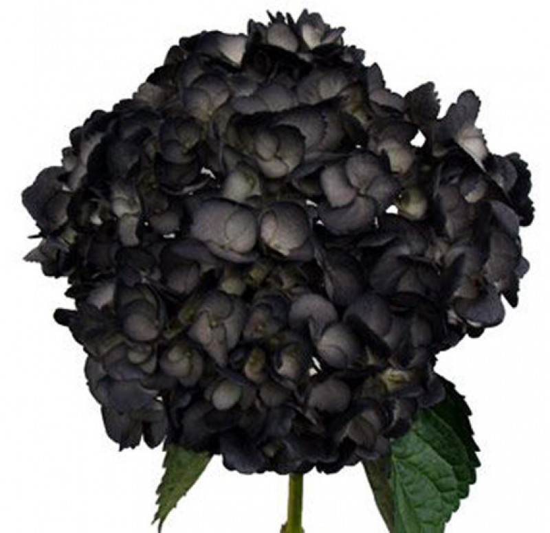 Hoa màu đen cẩm tú cầu khiến nhiều người say mê