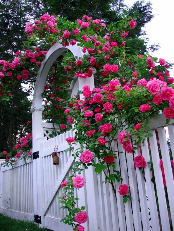Hoa hồng leo tường vi trồng trước nhà cực đẹp