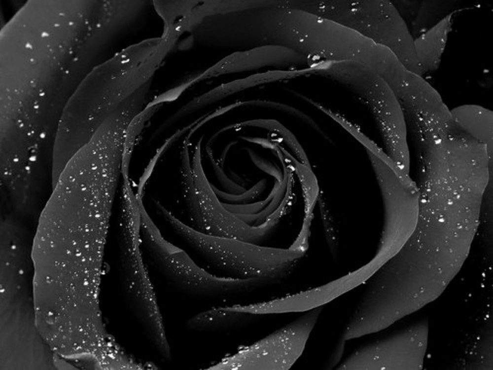 Hoa hồng màu đen được nhiều người yêu thích