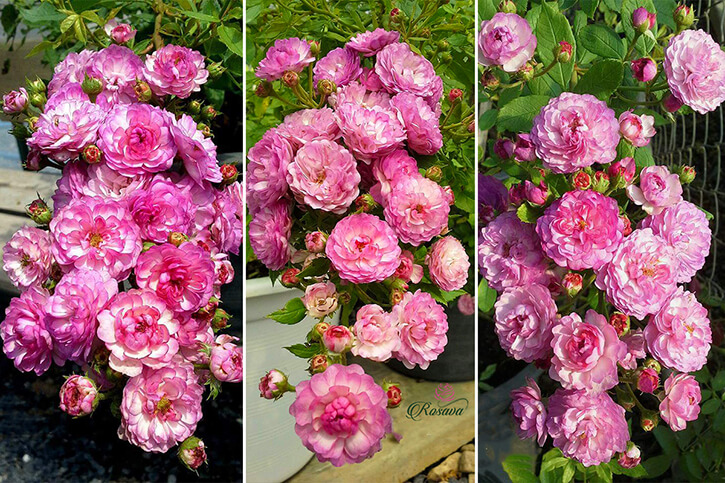 hoa hồng ngoại Vineyard Song rose