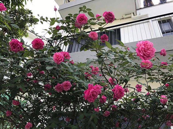 Hoa hồng leo sapa trang trí quanh nhà đẹp mê