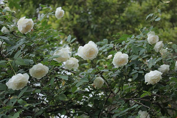 Hoa hồng trắng bạch ngân