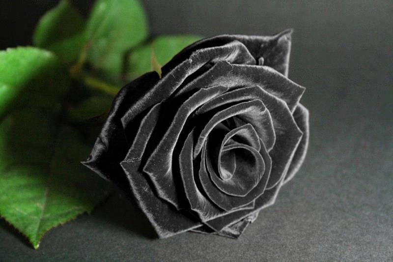 Hoa hồng đen quý hiếm