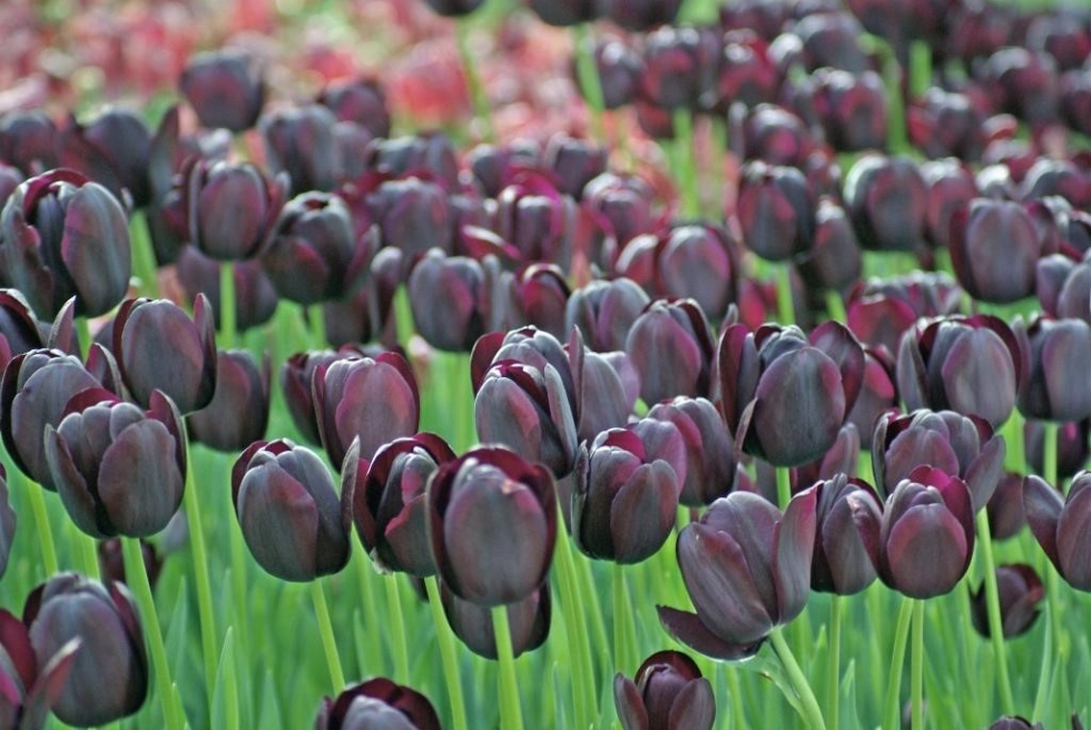Những đóa hoa tulip màu đen huyền bí