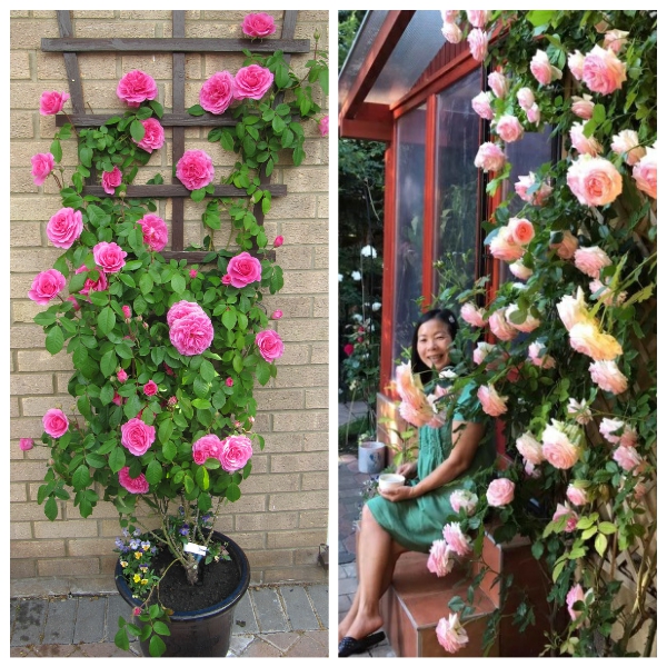 Hoa hồng leo Pháp trồng quanh nhà