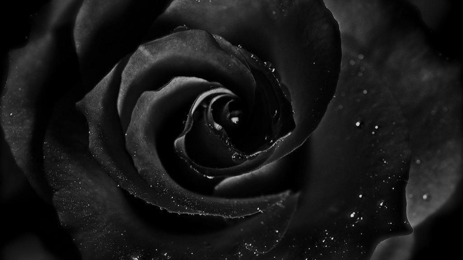 Trong tình yêu ý nghĩa của hoa hồng đen