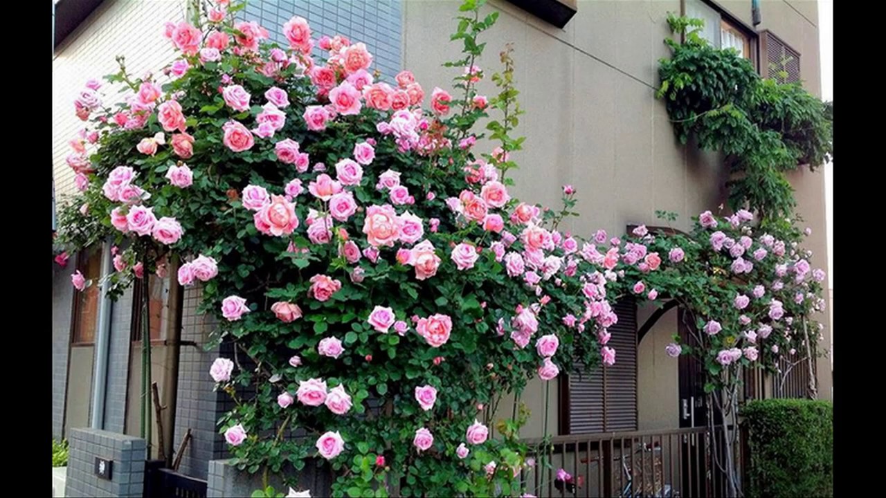 Trồng hoa hồng leo Mon Coeur rose trang trí căn nhà