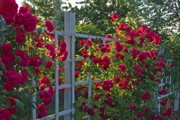 Vườn hoa hồng đỏ bên nắng chiều tà