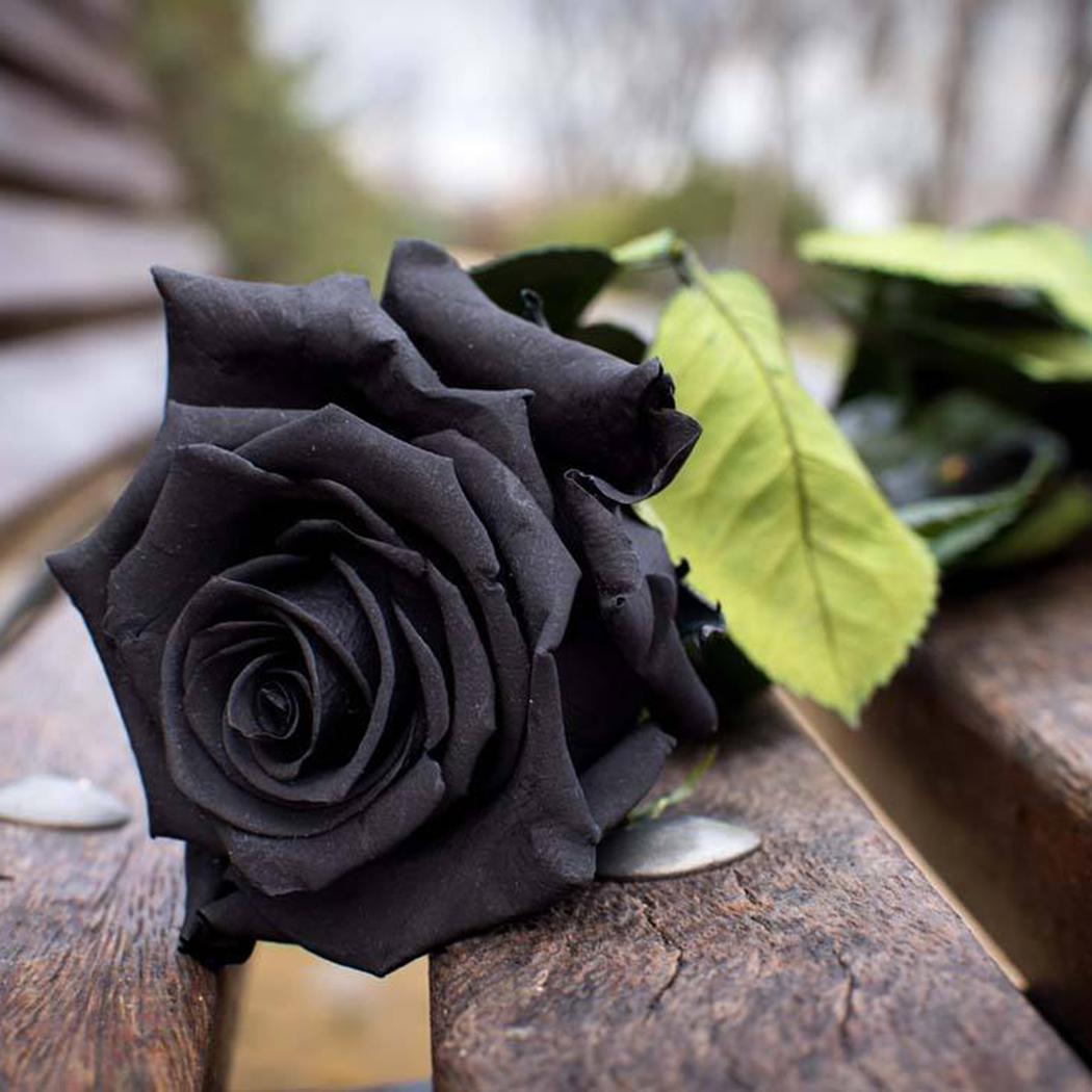 Ý nghĩa một cành hoa hồng đen