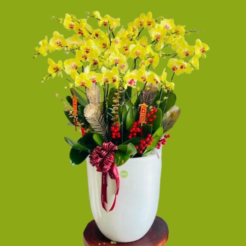 Lan hồ điệp tết