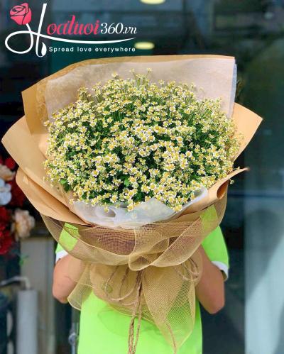  Ý nghĩa thật sự của hoa cúc tana khiến ai cũng bất ngờ