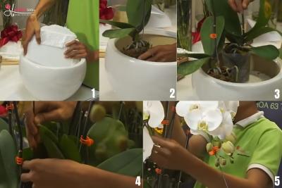 Cách cắm hoa lan hồ điệp 3 tầng 30 cành lan tươi cực sang