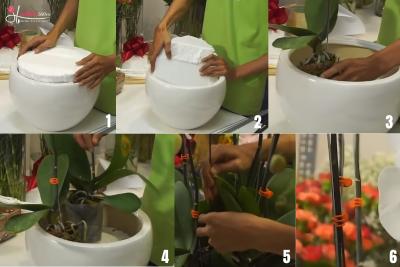 Cách cắm hoa lan hồ điệp 7 cành đơn giản 