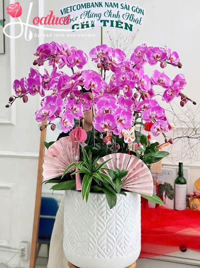 Chậu lan hồ điệp đột biến - Tài vận vươn xa