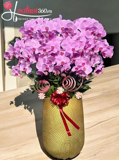 Chậu lan hồ điệp hồng - Sắc tài vẹn toàn