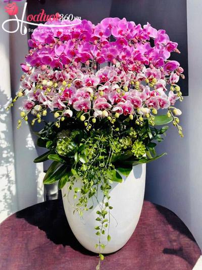 Chậu lan hồ điệp kết hợp 32 cành - Giàu sang hưởng phúc