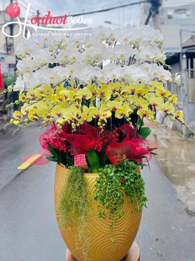 Chậu lan hồ điệp kết hợp - An khang trọn đời