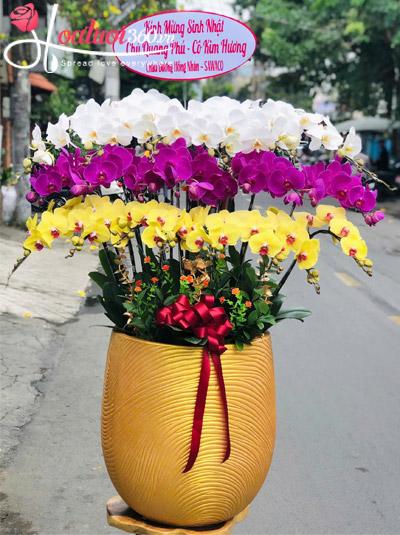Chậu lan hồ điệp kết hợp - Chiêu tài đón lộc
