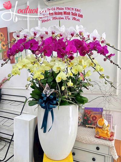 Chậu lan hồ điệp kết hợp - Hòa khí an nhiên