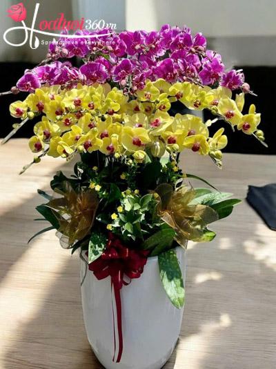 Chậu lan hồ điệp kết hợp - Lộc vào trăm ngõ