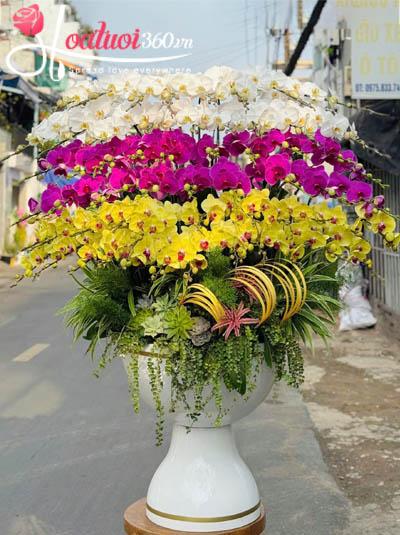 Chậu lan hồ điệp kết hợp - Mừng an khang