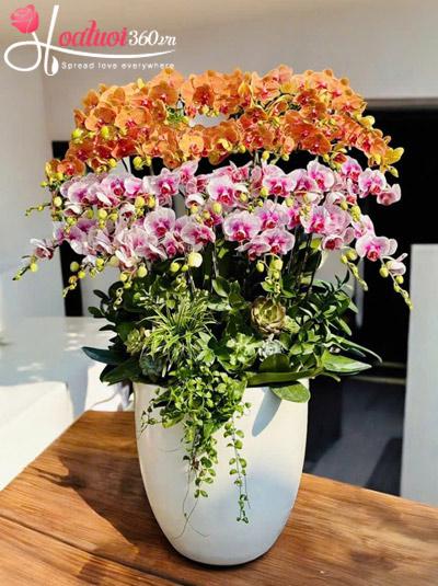 Chậu lan hồ điệp kết hợp - Nghênh đón phú quý