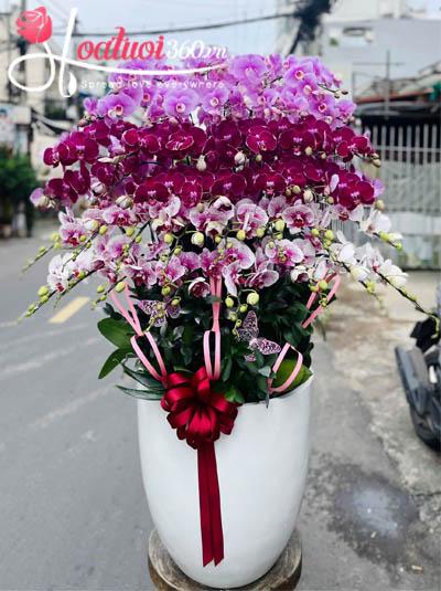 Chậu lan hồ điệp kết hợp - Sum vầy kết lộc