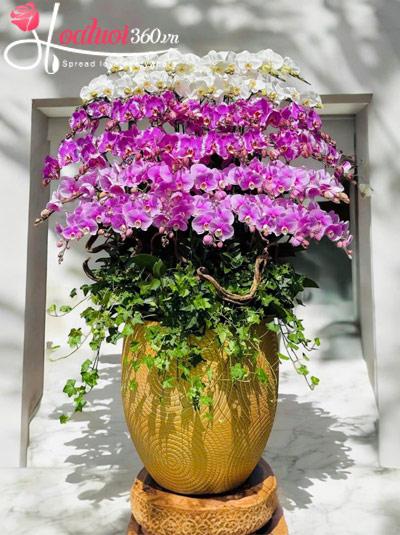Chậu lan hồ điệp kết hợp - Thuận đà thăng tiến
