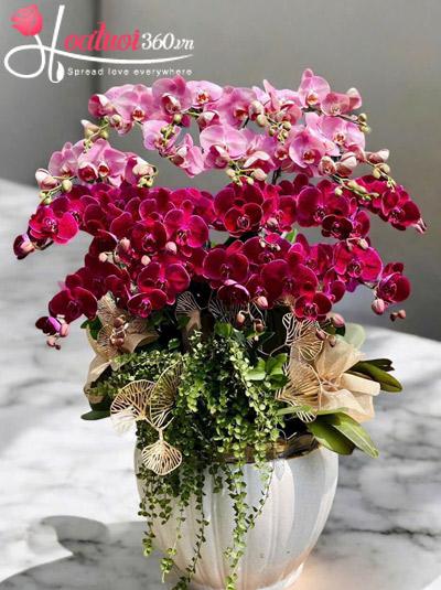 Chậu lan hồ điệp kết hợp - Tiền tài vô lo