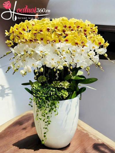 Chậu lan hồ điệp kết hợp - Tỏa hương tài vận