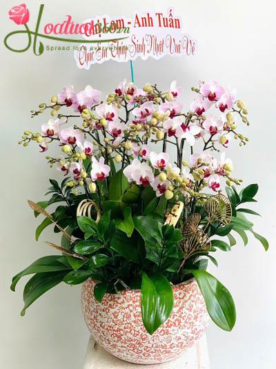 Chậu lan hồ điệp mini - Đón lộc may