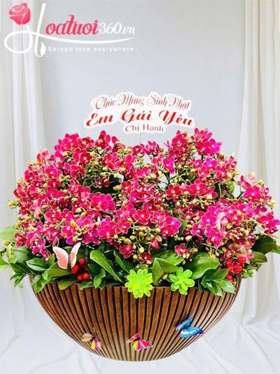 Chậu lan hồ điệp mini - Lộc tài viên mãn