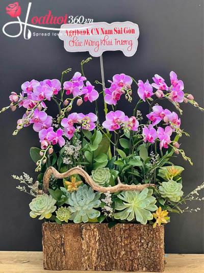 Chậu lan hồ điệp mini - Mừng đón thành công