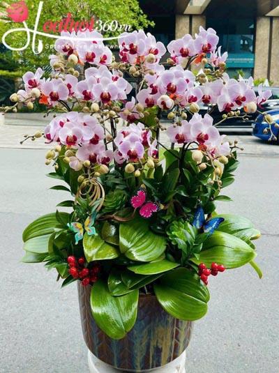 Chậu lan hồ điệp mini - Phúc khí tràn đầy