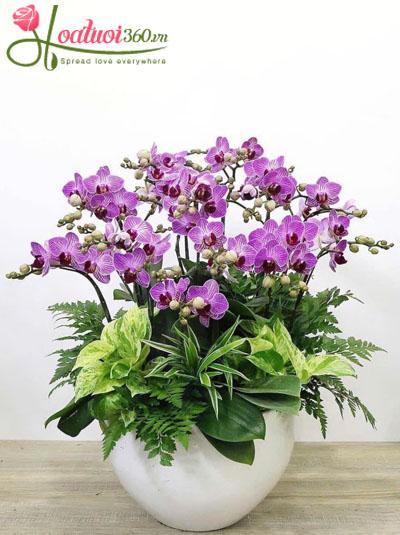 Chậu lan hồ điệp mini - Tỏa sáng ngọt ngào